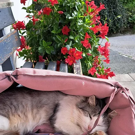 Grillinghof Κατάλυμα σε φάρμα