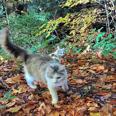 Grillinghof Κίρχμπεργκ ιν Τιρόλ