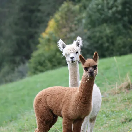 Grillinghof Κίρχμπεργκ ιν Τιρόλ