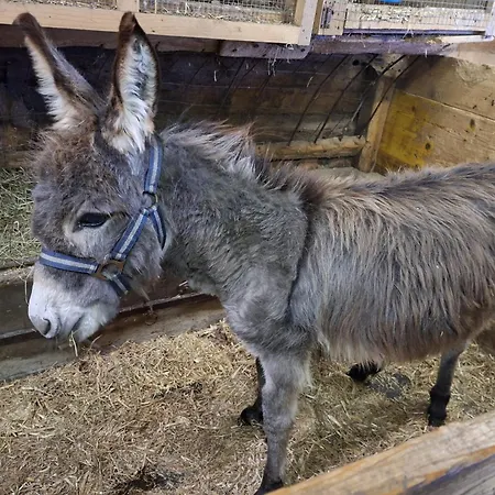 Feriegård Grillinghof *