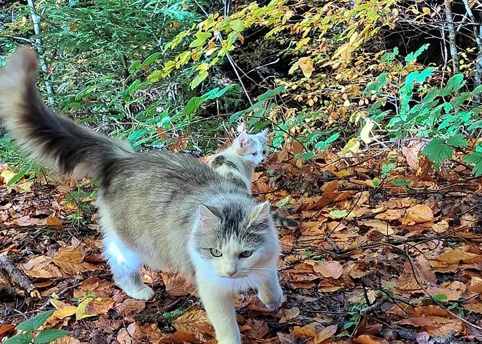 Grillinghof Kirchberg in Tirol