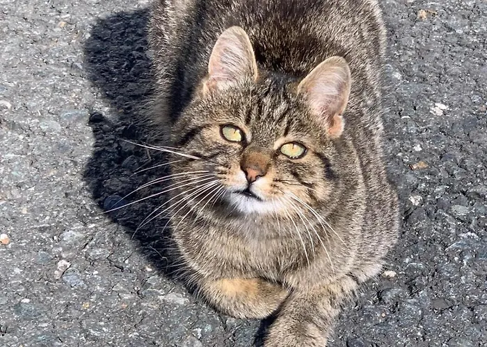 Feriegård Grillinghof