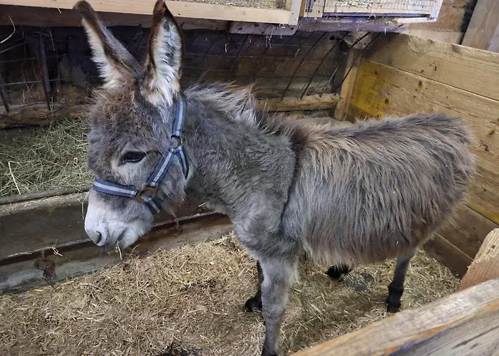 Feriegård Grillinghof *