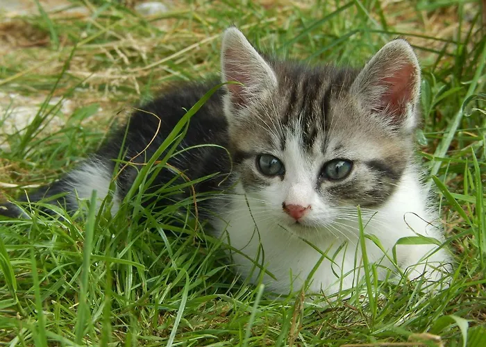 Feriegård Grillinghof Kirchberg in Tirol