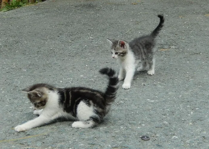 Grillinghof Feriegård *